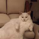 icon-SofaCat