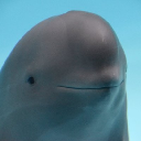 icon-Smiling Dolphin(miharucto.com)