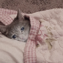 icon-SadCat