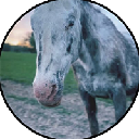 icon-Cheyenne