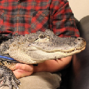 icon-Emotional Support Alligator