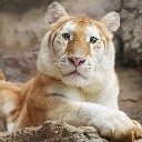 icon-AVA Chiang Mai Night Safari