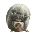 icon-NikePig