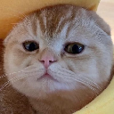 icon-TAOCat by Virtuals & Masa