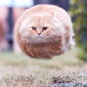 icon-Hover Cat
