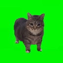 icon-spinning cat