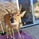 icon-Deer Seized by US Government