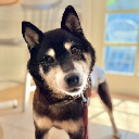 icon-Cocoro (officialcocoro.com)