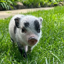 icon-Petunia
