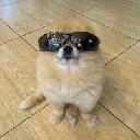 icon-Kori The Pom