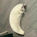 icon-Mooncat