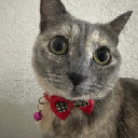 icon-Just Elizabeth Cat