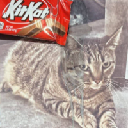 icon-Remember KitKat