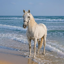 icon-HORSE COIN