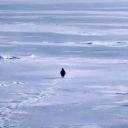 icon-Nietzschean Penguin