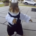 icon-The Dancing Squirrel