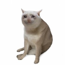 icon-Cash Cat