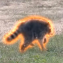 icon-Jimothy The Raccoon
