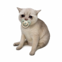 icon-Baby Cash Cat
