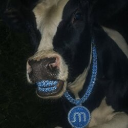 icon-Memory cow Moo