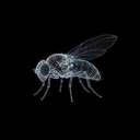 icon-Flybrain