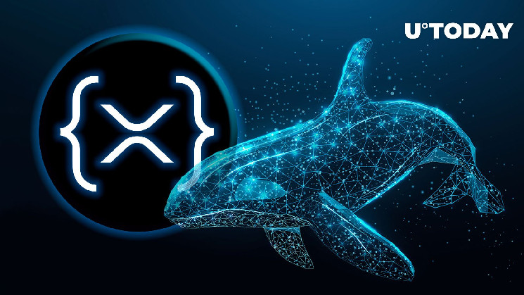 Ключевые кошельки XRP Ledger Whale увеличивают количество активов, несмотря на снижение активности