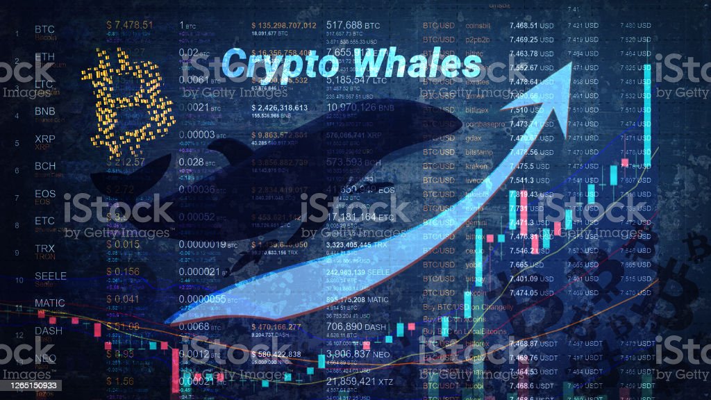 Bitcoin whales buy more coins