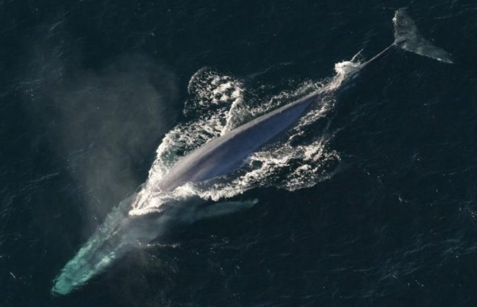 У третьего по величине кита хранится больше BTC, чем у MicroStrategy