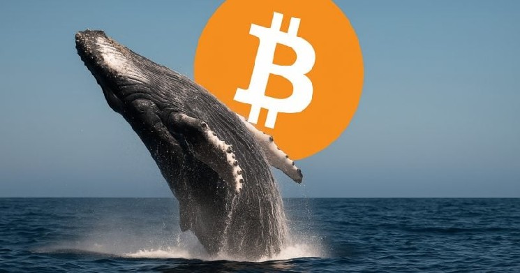 Bitcoin OG пересылает 13 004 BTC в Kraken, что влияет на рынок