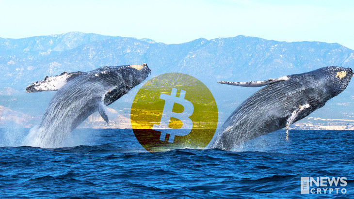 Bitcoin(BTC) Raised High After Supply Held By Whale Entities